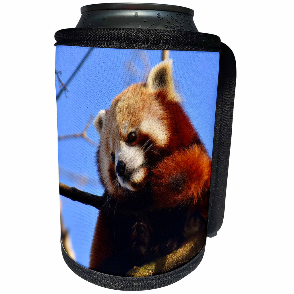 3dRose Sven Herkenrath Animal - An Cute and Fluffy Red Panda Sitting in a Tree - Can Cooler Bottle Wrap (cc_280424)