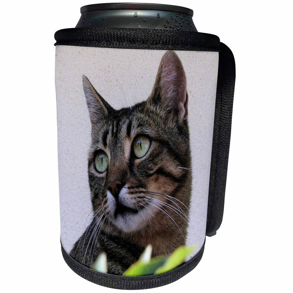 3dRose Taiche Photography - Cat Tabby Cat - Can Cooler Bottle Wrap (cc_28163)