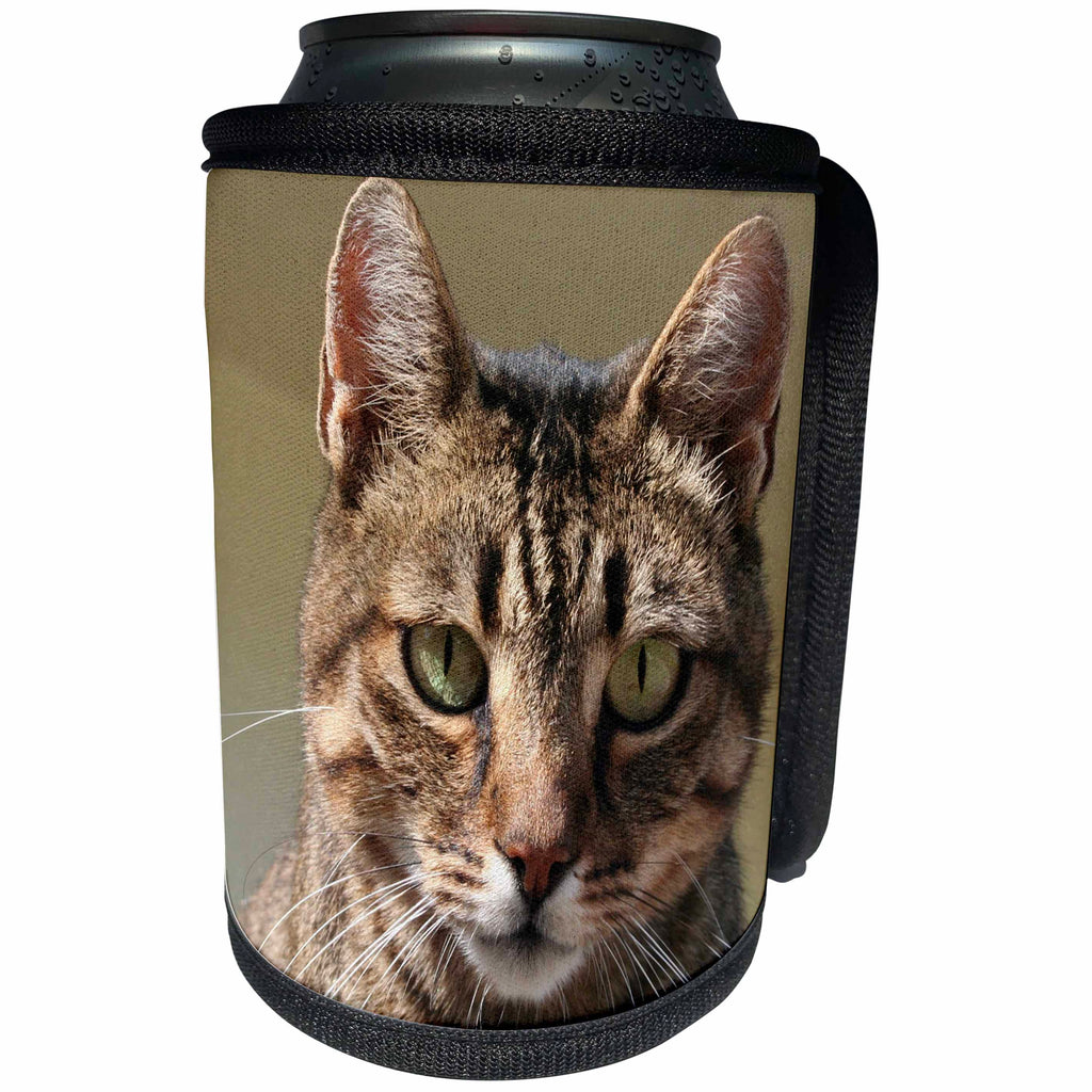 3dRose Taiche Photography - Cat Tabby Cat Outside - Can Cooler Bottle Wrap (cc_28164)