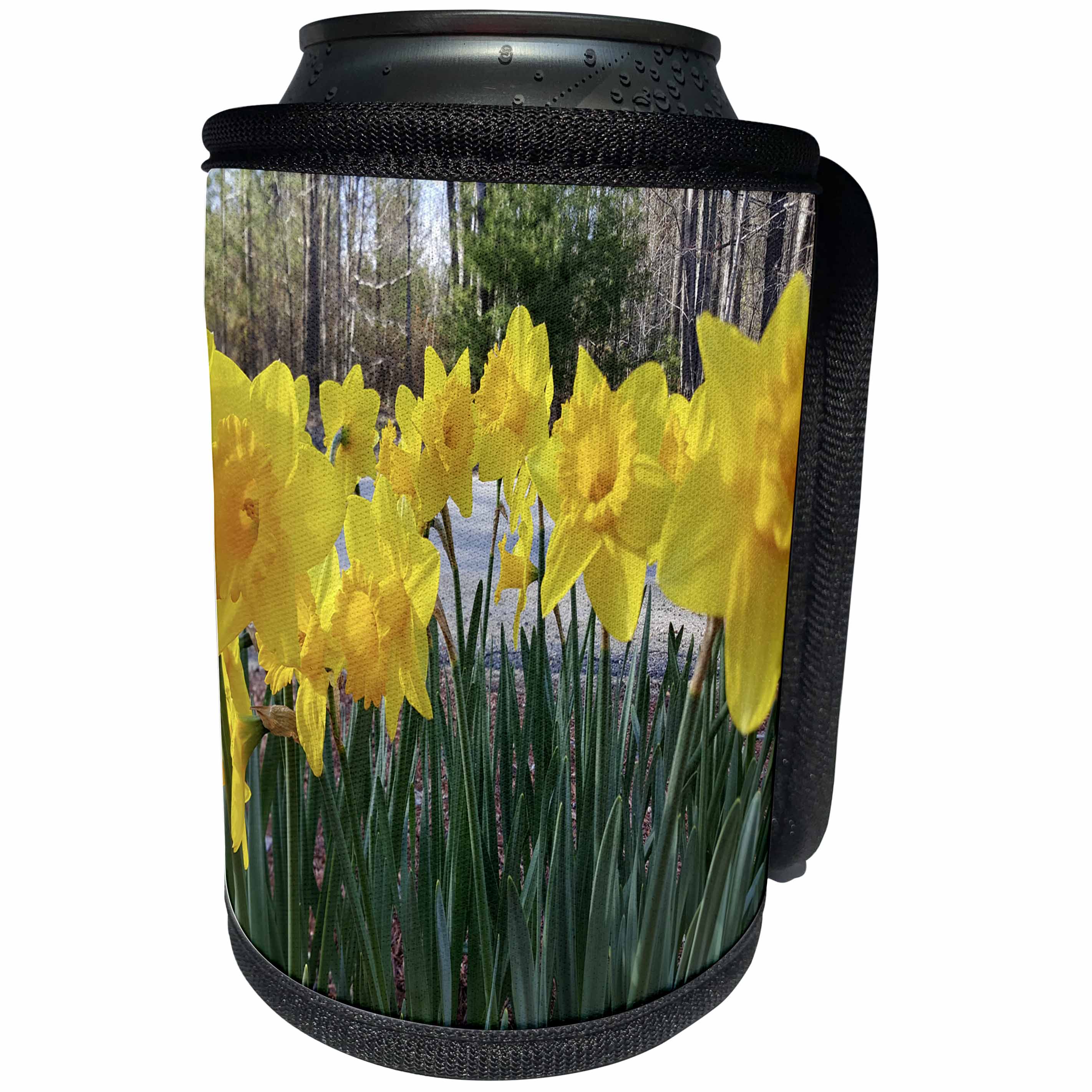 3dRose TDSwhite – Spring Seasonal Nature Photos - Daffodils Spring Flowers - Can Cooler Bottle Wrap (cc_284253)