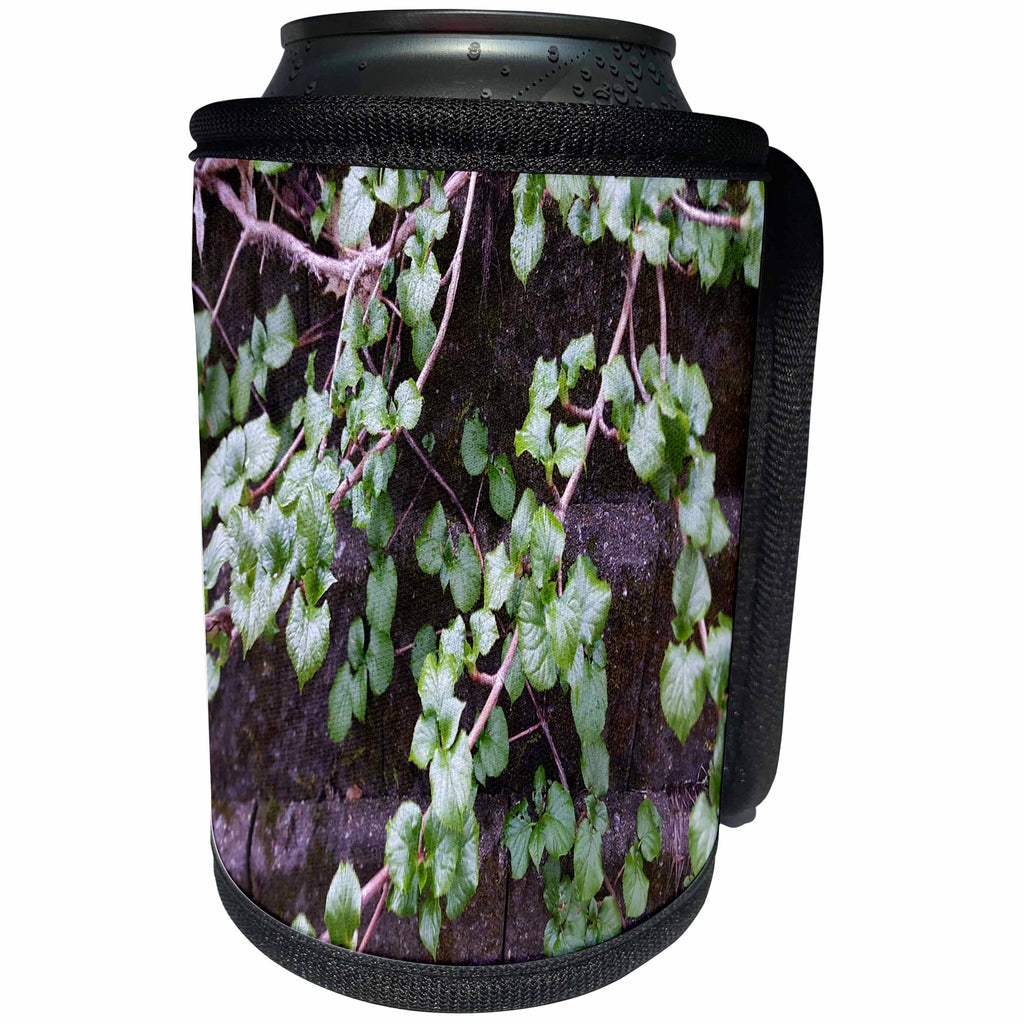 3dRose TDSwhite – Spring Seasonal Nature Photos - Spring Moss Leaves Vine - Can Cooler Bottle Wrap (cc_284321)
