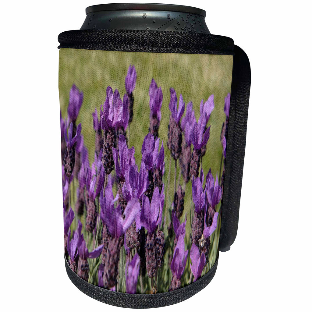 3dRose TDSwhite – Summer Seasonal Nature Photos - Flowers Pretty Lavender - Can Cooler Bottle Wrap (cc_284528)