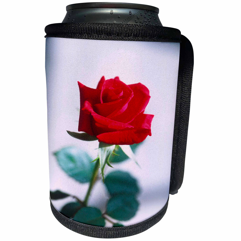 3dRose TDSwhite – Summer Seasonal Nature Photos - Floral Single Red Rose Natural Beauty - Can Cooler Bottle Wrap (cc_284581)