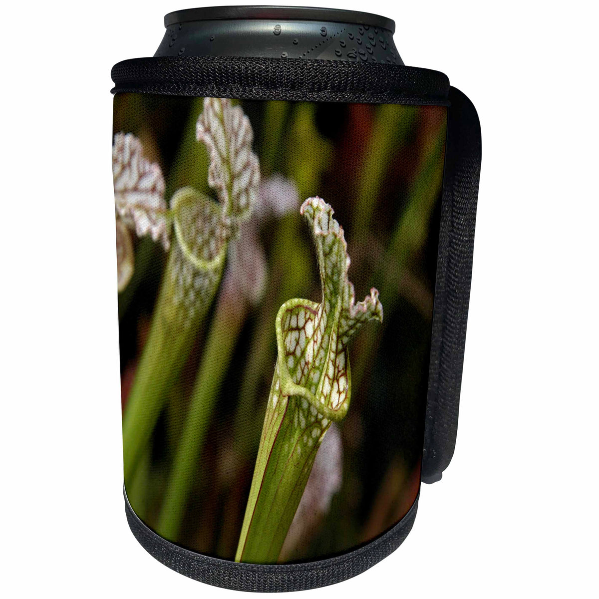 3dRose TDSwhite – Summer Seasonal Nature Photos - Floral Trumpet Pitcher Plant - Can Cooler Bottle Wrap (cc_284613)