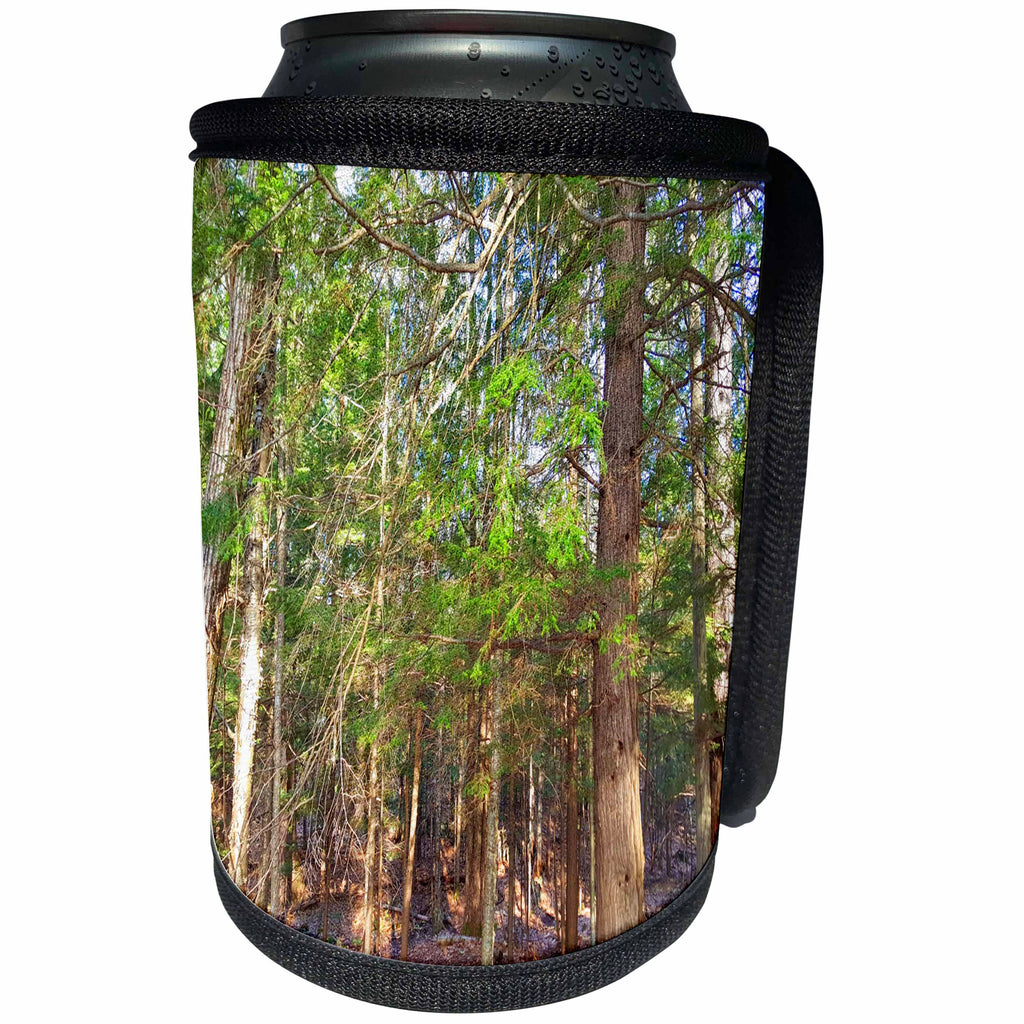 3dRose TDSwhite – Summer Seasonal Nature Photos - Sunlight Old Pine Trees - Can Cooler Bottle Wrap (cc_284631)