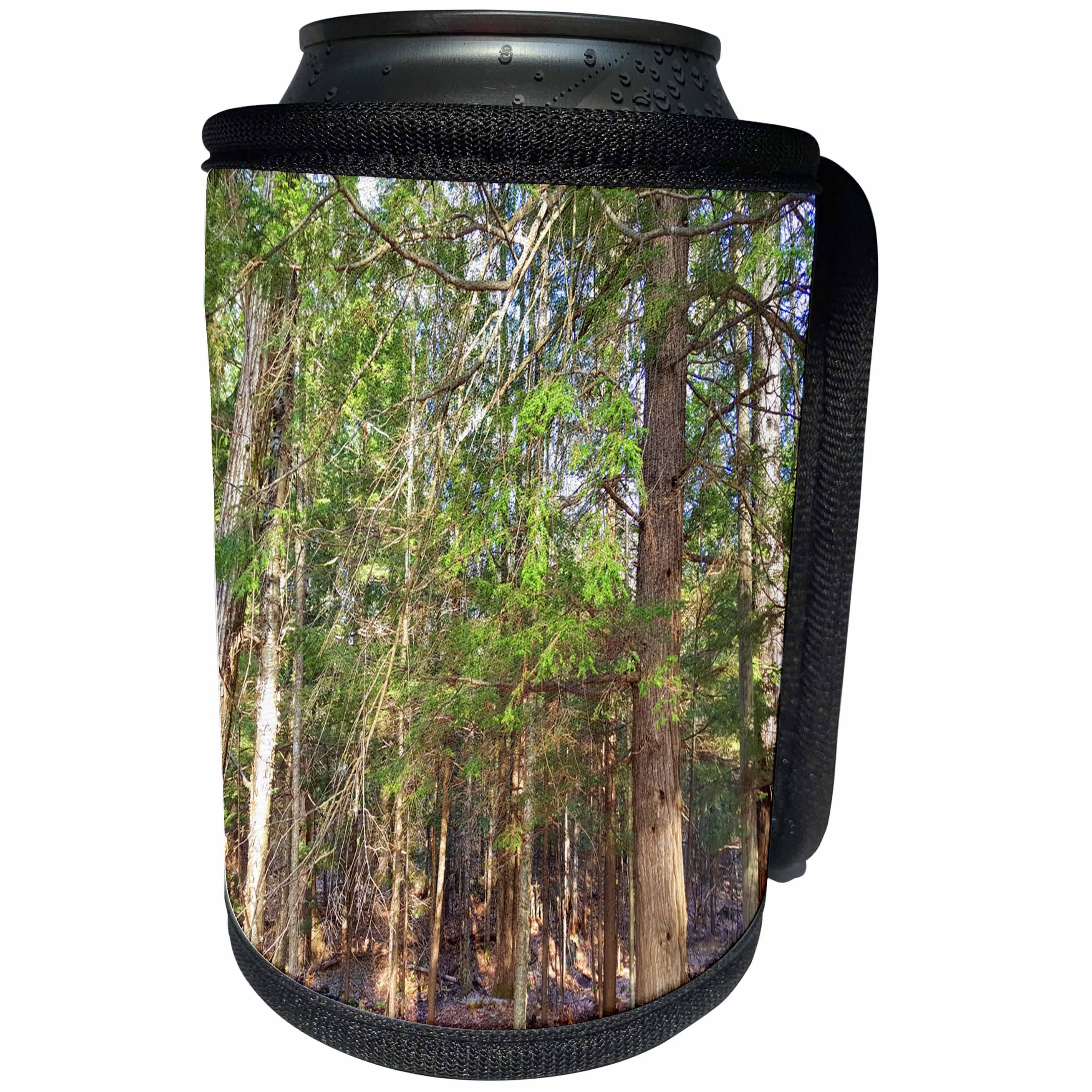 3dRose TDSwhite – Summer Seasonal Nature Photos - Sunlight Old Pine Trees - Can Cooler Bottle Wrap (cc_284631)