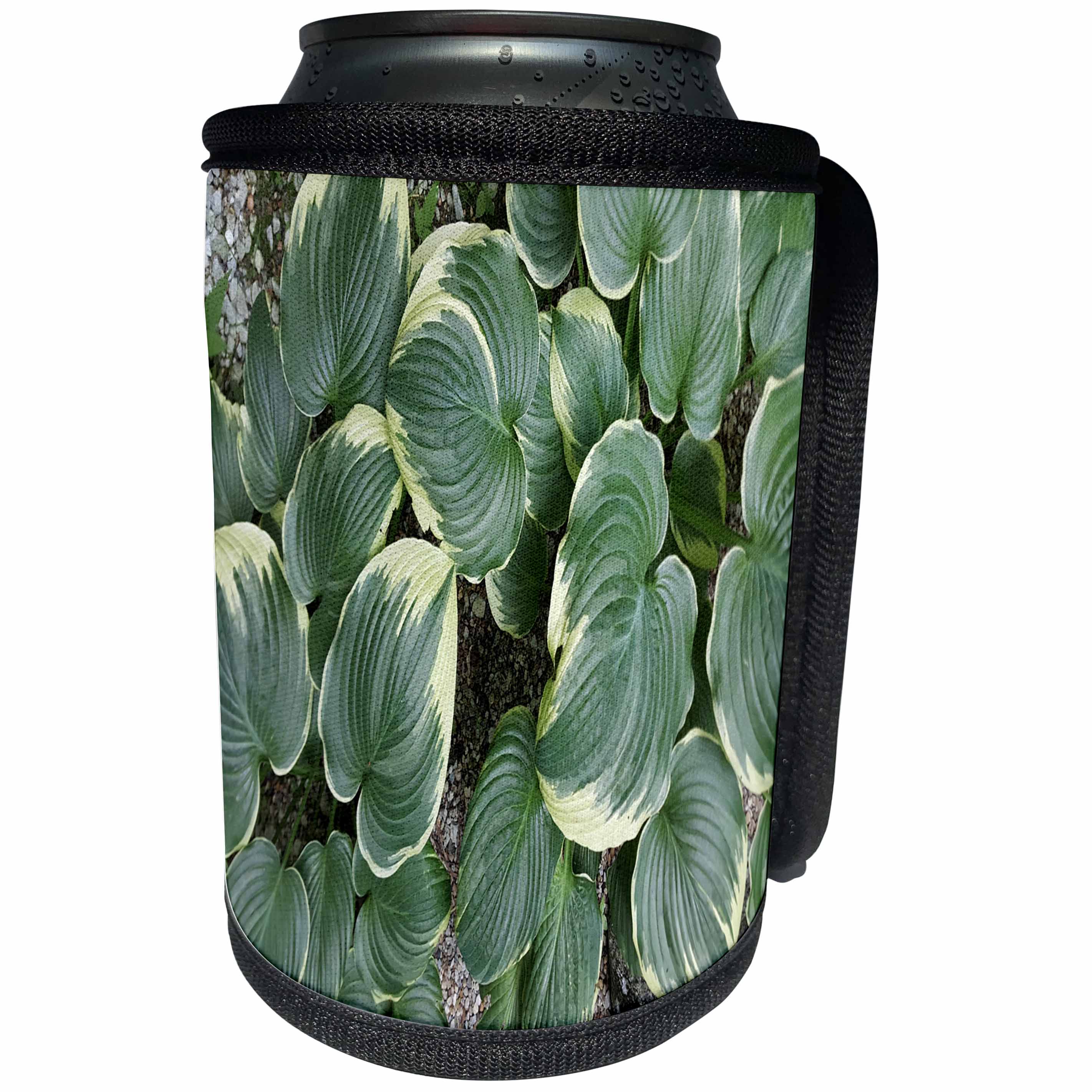 3dRose TDSwhite – Summer Seasonal Nature Photos - Backyard Hosta - Can Cooler Bottle Wrap (cc_284646)