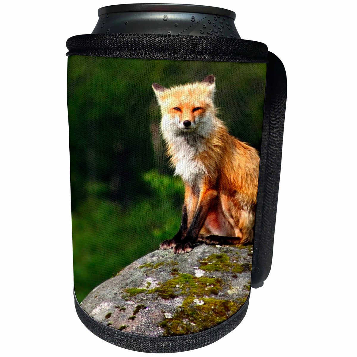 3dRose TDSwhite – Miscellaneous Photography - Red Fox Sitting On Rock - Can Cooler Bottle Wrap (cc_285429)