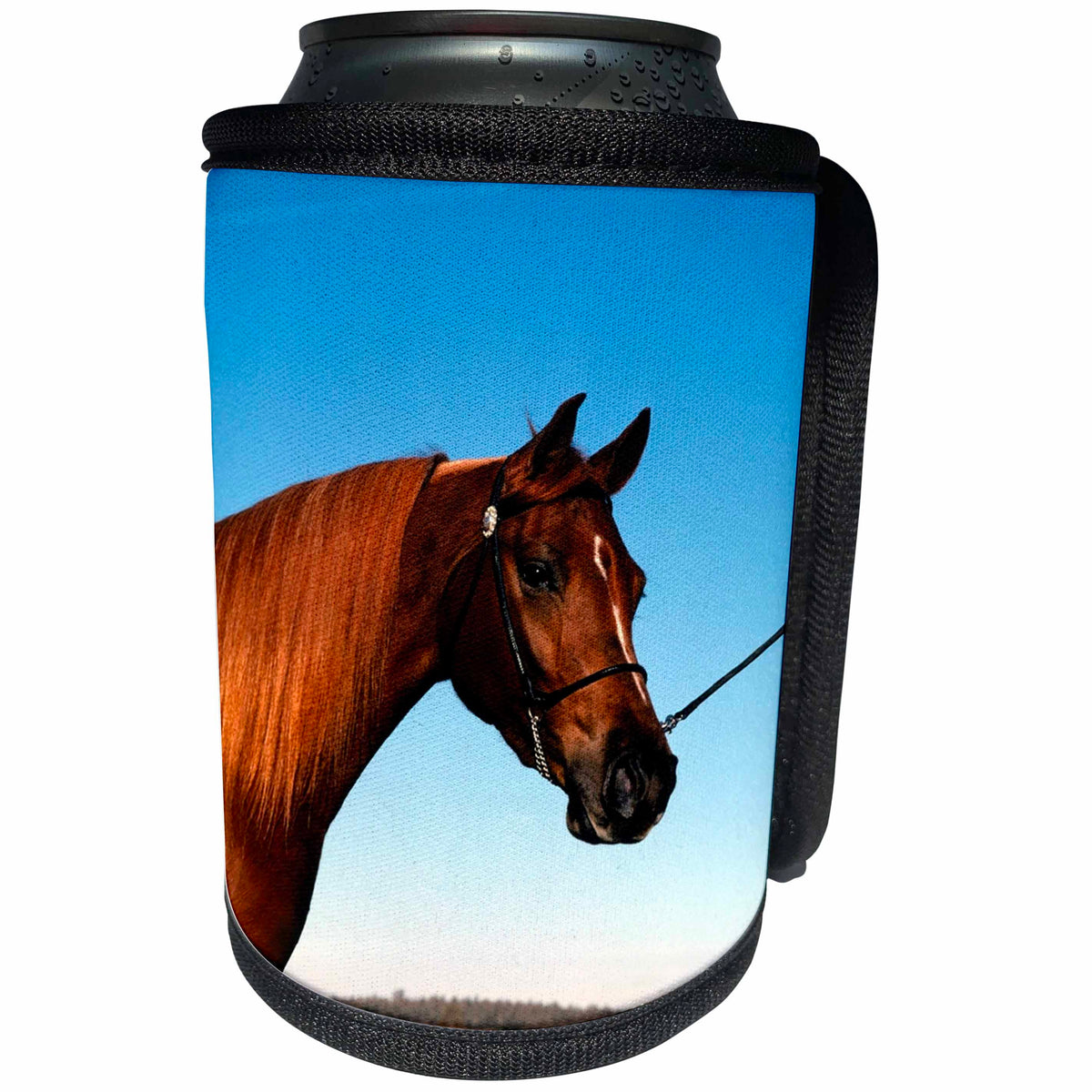 3dRose TDSwhite – Horse Equine Photos - Arabian Show Horse Pasture - Can Cooler Bottle Wrap (cc_285453)