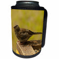 3dRose Krista Funk Creations Birds of the Yukon - Young Junco at the Bird Feeder - Can Cooler Bottle Wrap (cc_28568)