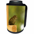3dRose Krista Funk Creations Birds of the Yukon - Warbler Sits on the Feeder - Can Cooler Bottle Wrap (cc_28569)
