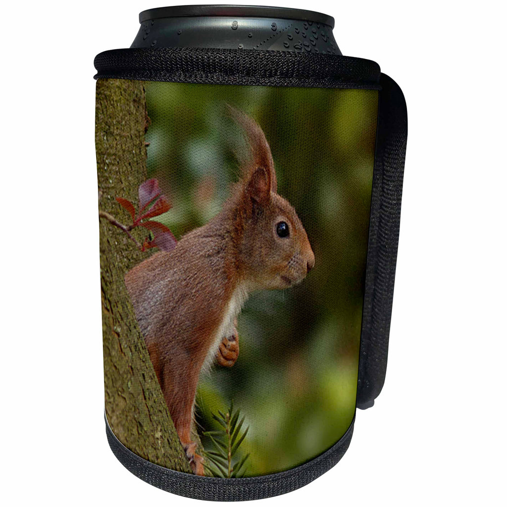 3dRose Sven Herkenrath Animal - Cute Red Squirrel Looking Out Of A Tree Wildlife Photography - Can Cooler Bottle Wrap (cc_286392)