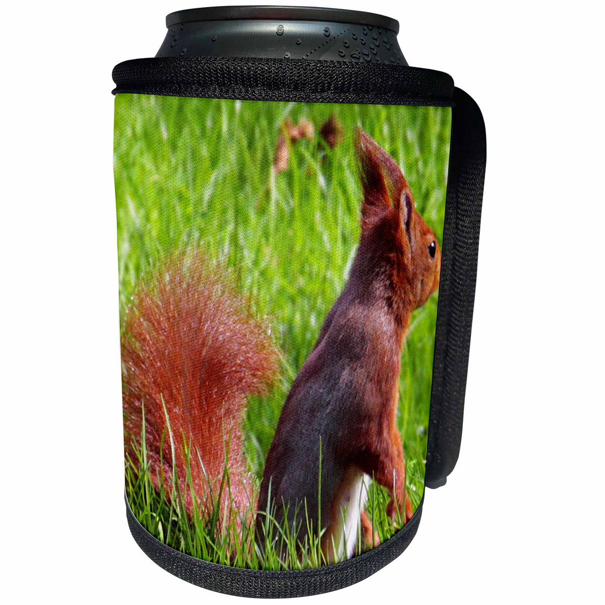 3dRose Sven Herkenrath Animal - Cute Red Squirrel Sitting In The Grass Wildlife Photography - Can Cooler Bottle Wrap (cc_286415)