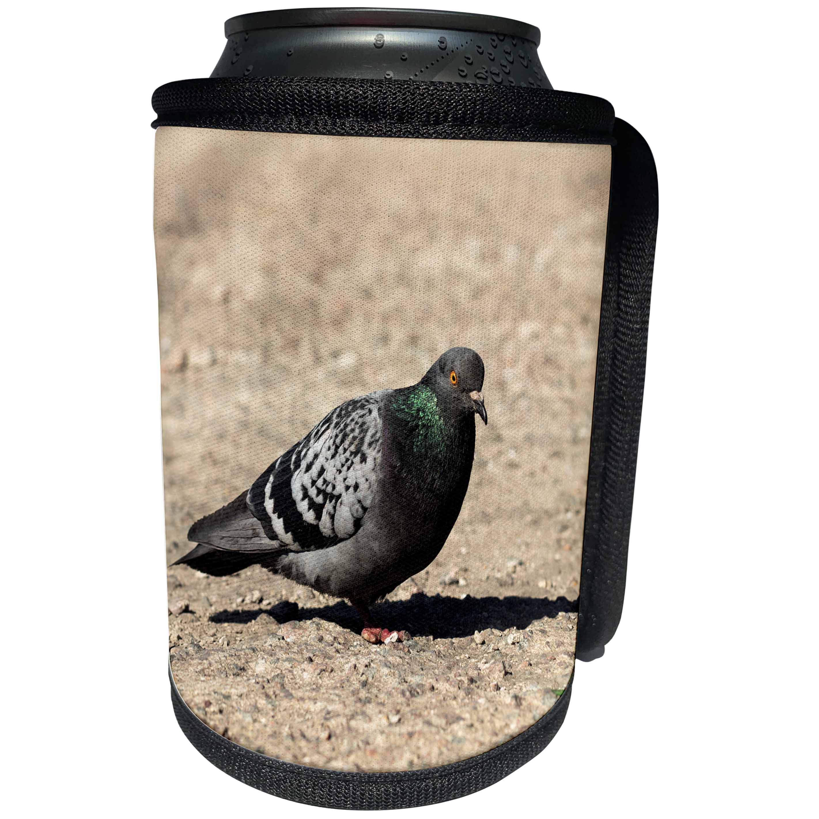 3dRose Alexis Photography - Birds - Blue rock pigeon bird on a light brown ground. Bright orange eye - Can Cooler Bottle Wrap (cc_286550)