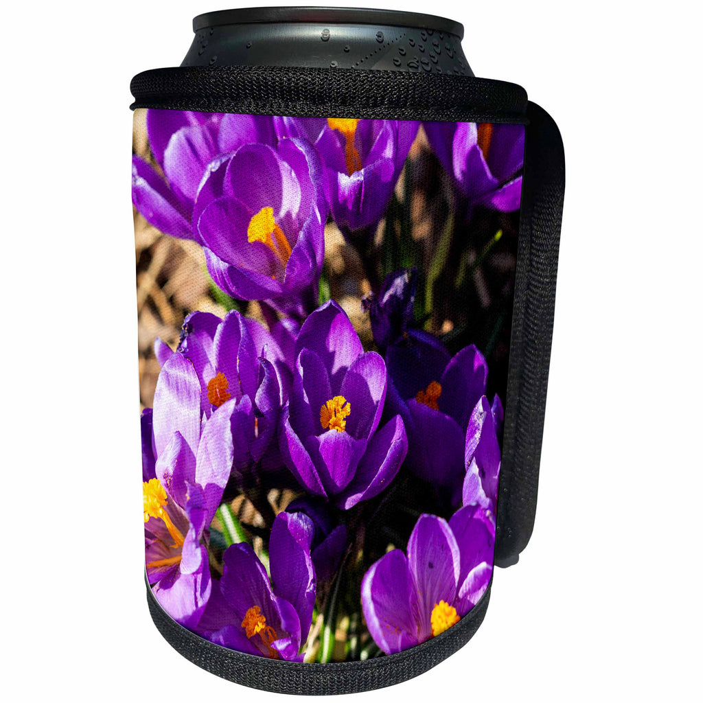 3dRose Alexis Photography - Flowers Crocus - Sunlit violet or dark purple crocus flowers. Beauty of spring season - Can Cooler Bottle Wrap (cc_286551)
