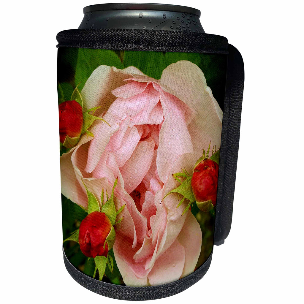 3dRose iloveFlowers Photography - Pink Fairy Rose Flower - Can Cooler Bottle Wrap (cc_28690)
