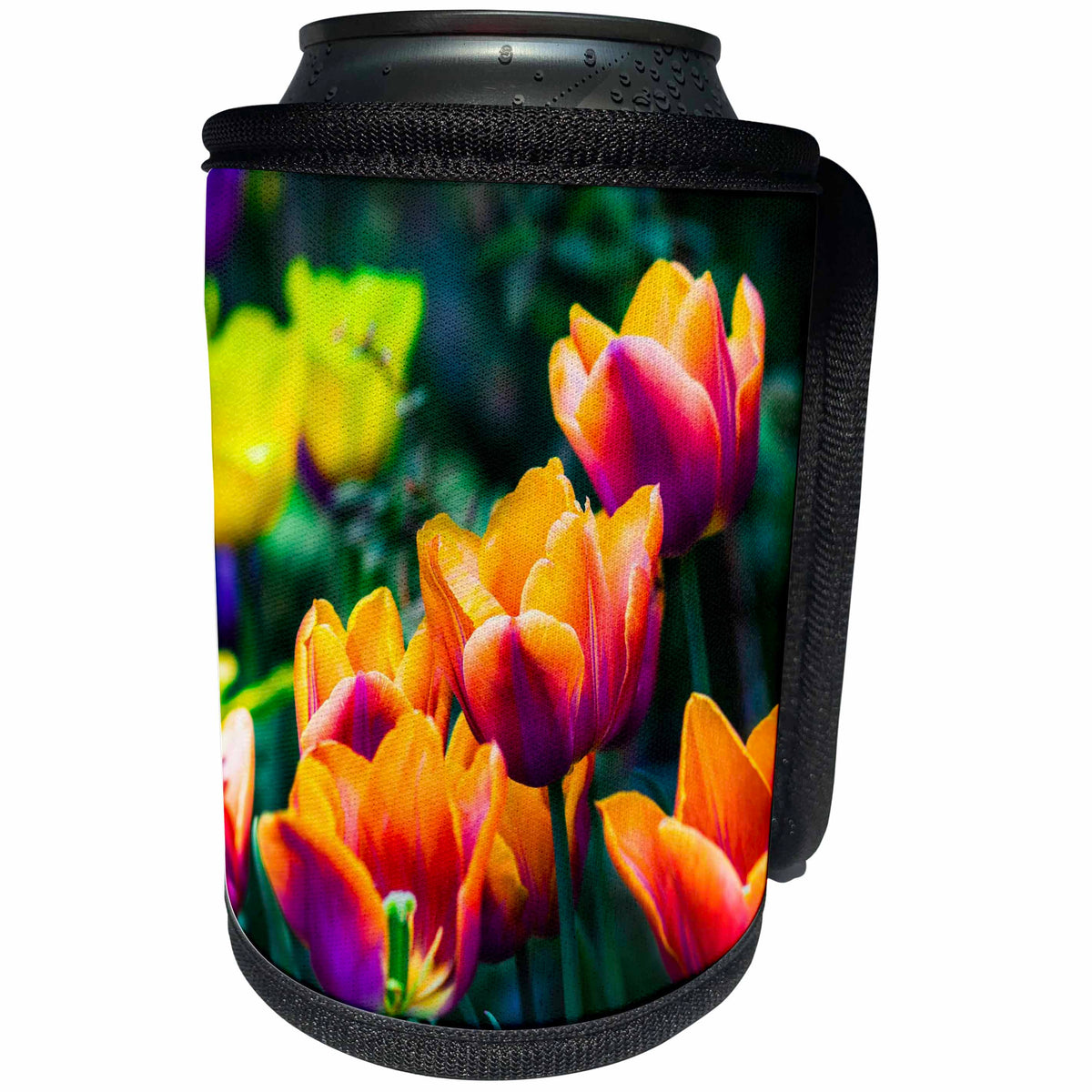 3dRose Alexis Photography - Flowers Tulips - Impressive orange, purple tulips on a flowerbed, colors of spring - Can Cooler Bottle Wrap (cc_288351)