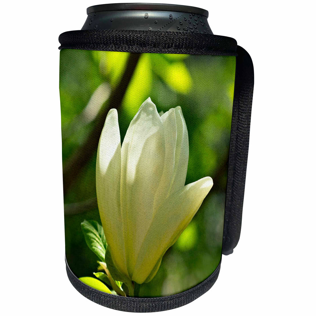 3dRose Alexis Photography - Flowers Magnolia - White magnolia flower, green background, play of light and shadows - Can Cooler Bottle Wrap (cc_288827)