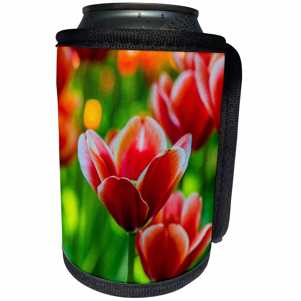 3dRose Alexis Photography - Flowers Tulips - Red tulip flowers on a sunny spring day. Green vivid background - Can Cooler Bottle Wrap (cc_288830)