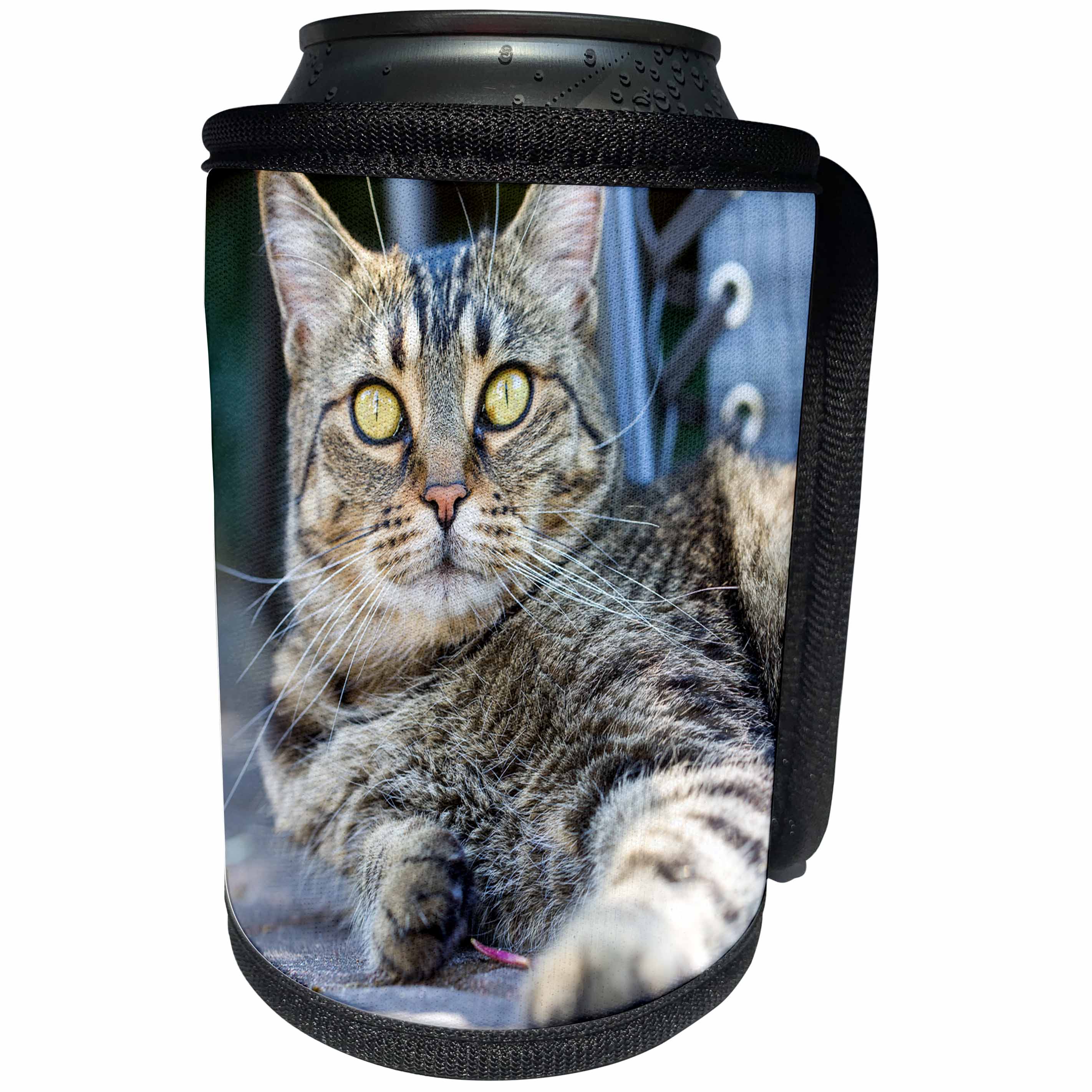 3dRose Elysium Photography - Animals - Whiskey the cat lounging in the yard - Can Cooler Bottle Wrap (cc_289561)