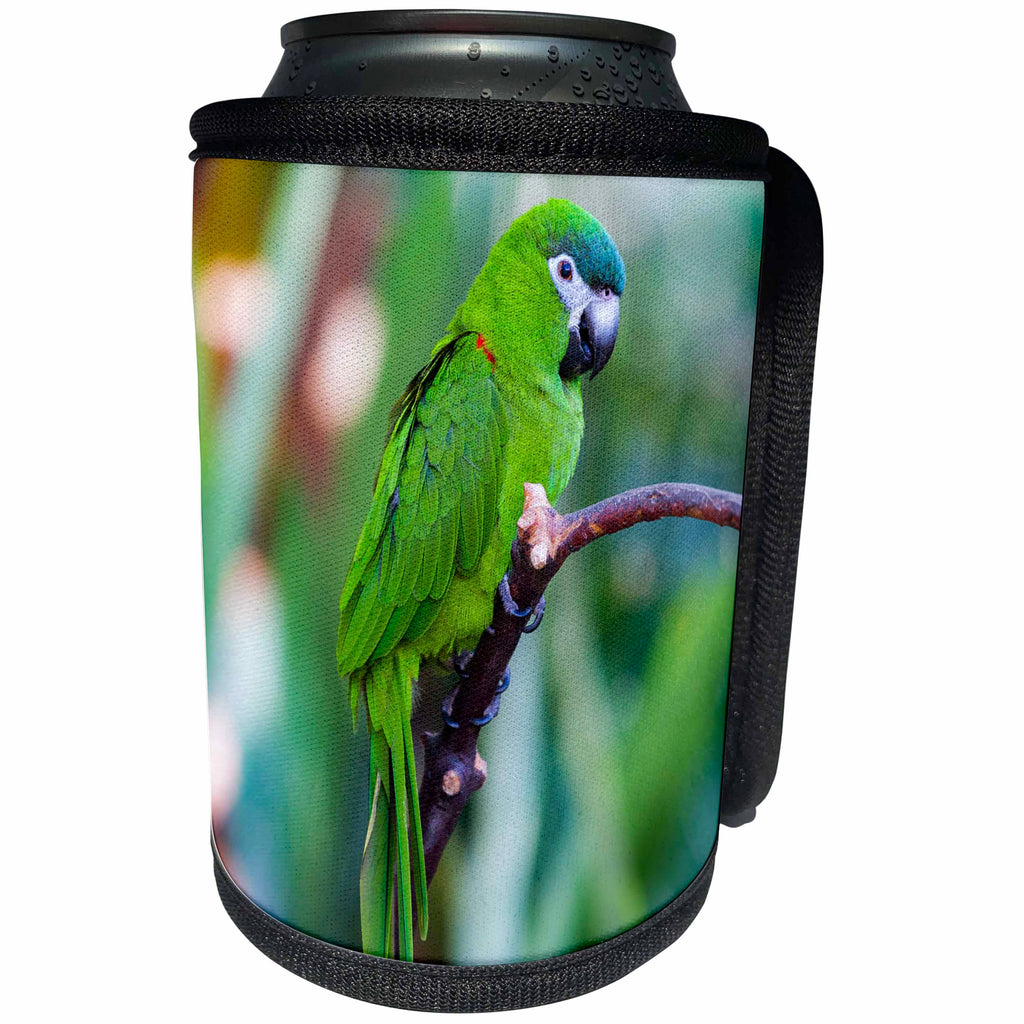 3dRose Elysium Photography - Animals - Parrot at Bloedel Conservatory, Vancouver, British Columbia - Can Cooler Bottle Wrap (cc_289577)