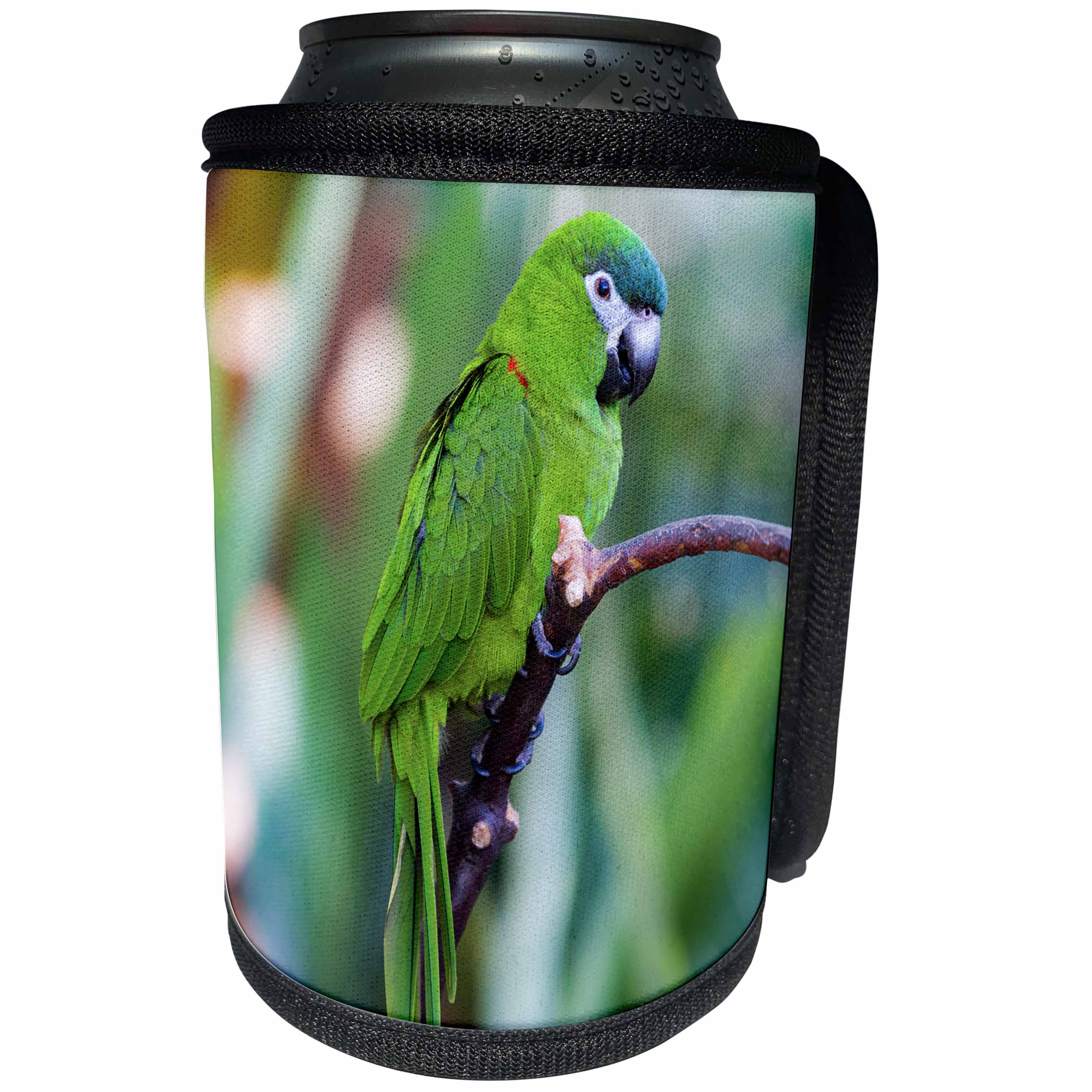 3dRose Elysium Photography - Animals - Parrot at Bloedel Conservatory, Vancouver, British Columbia - Can Cooler Bottle Wrap (cc_289577)