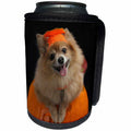 3dRose Sandy Mertens Halloween Designs - Happy Pomeranian Dog on Jack o Lantern Halloween, 3drsmm - Can Cooler Bottle Wrap (cc_290230)