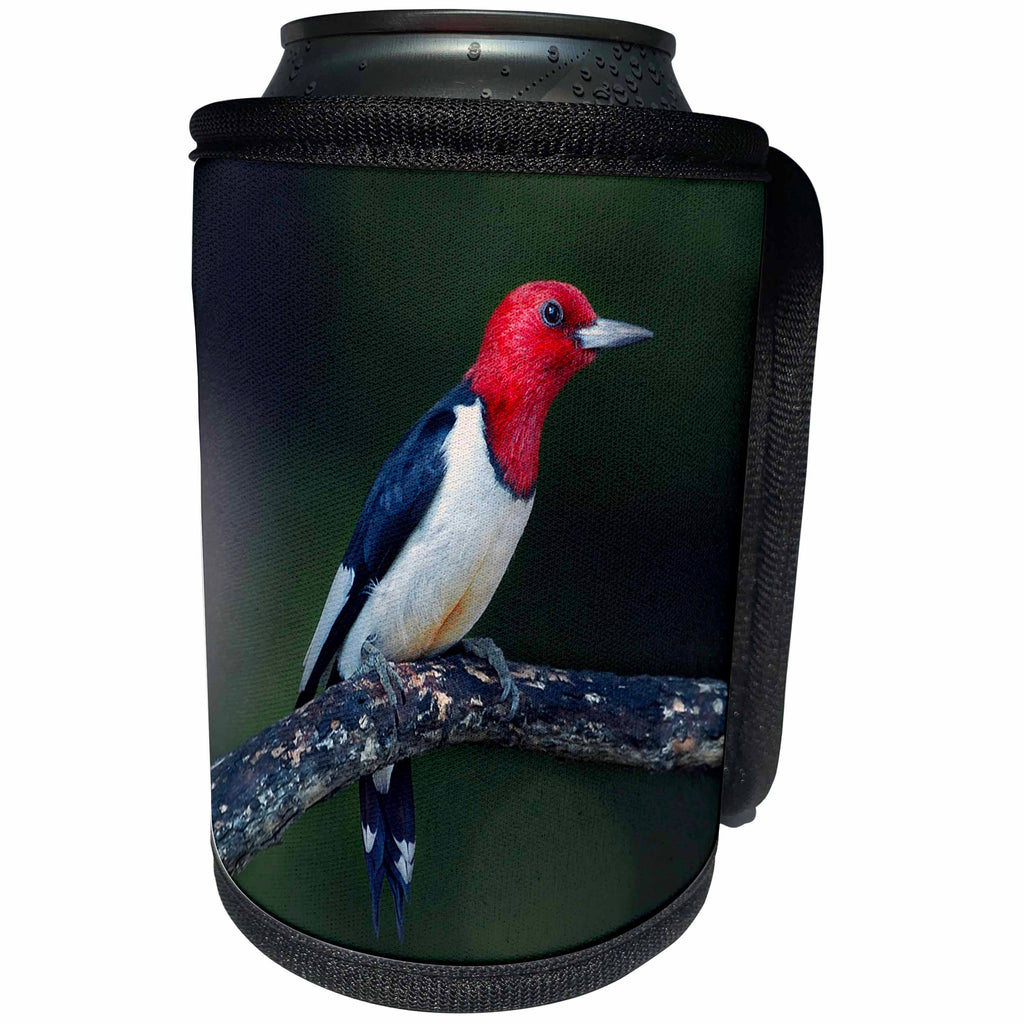 3dRose Stamp City - Birds - A red-Headed Woodpecker on The Branch of a Tree Posing for The Camera. - Can Cooler Bottle Wrap (cc_290777)
