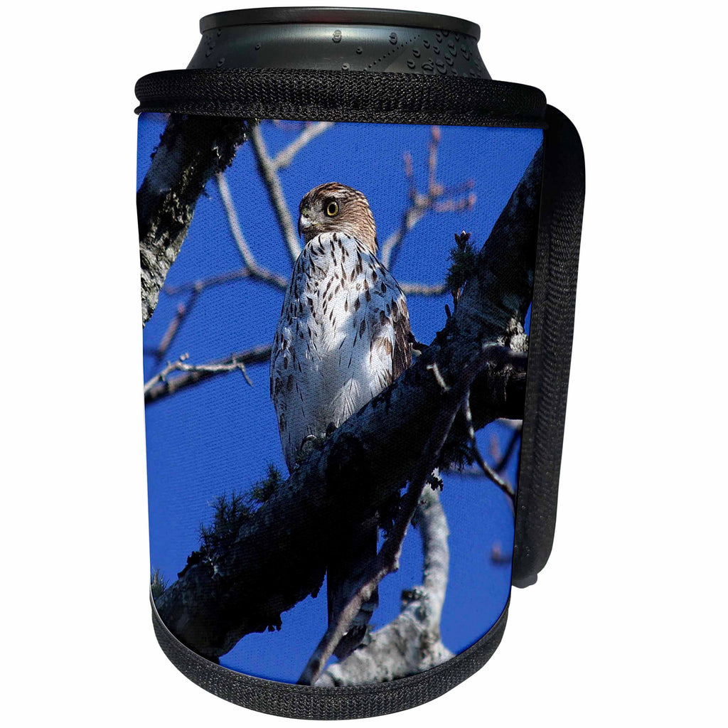 3dRose Stamp City - birds - Photo of a red-tailed hawk hiding in a tree waiting for its next meal. - Can Cooler Bottle Wrap (cc_290778)
