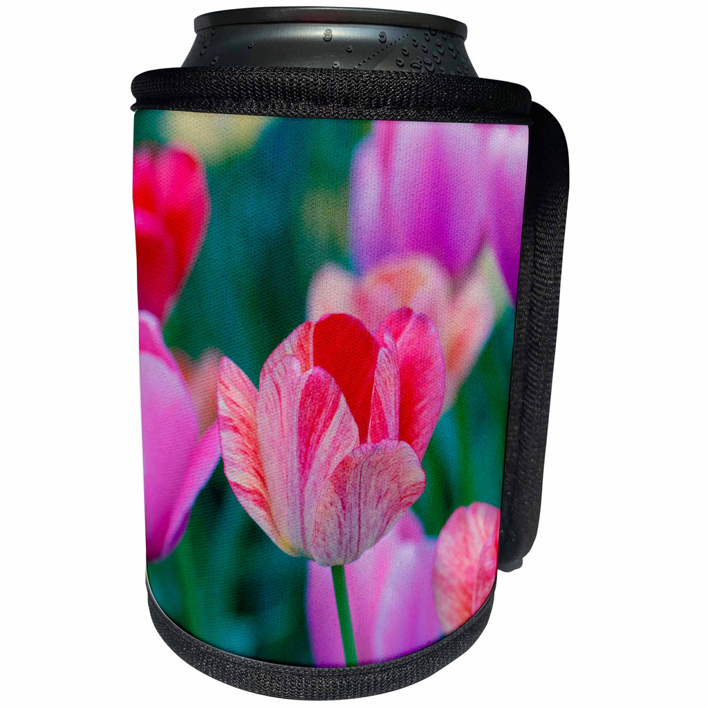 3dRose Alexis Photography - Flowers Tulips - Delicate red, beige, pink tulip flowers, dark green background - Can Cooler Bottle Wrap (cc_290807)