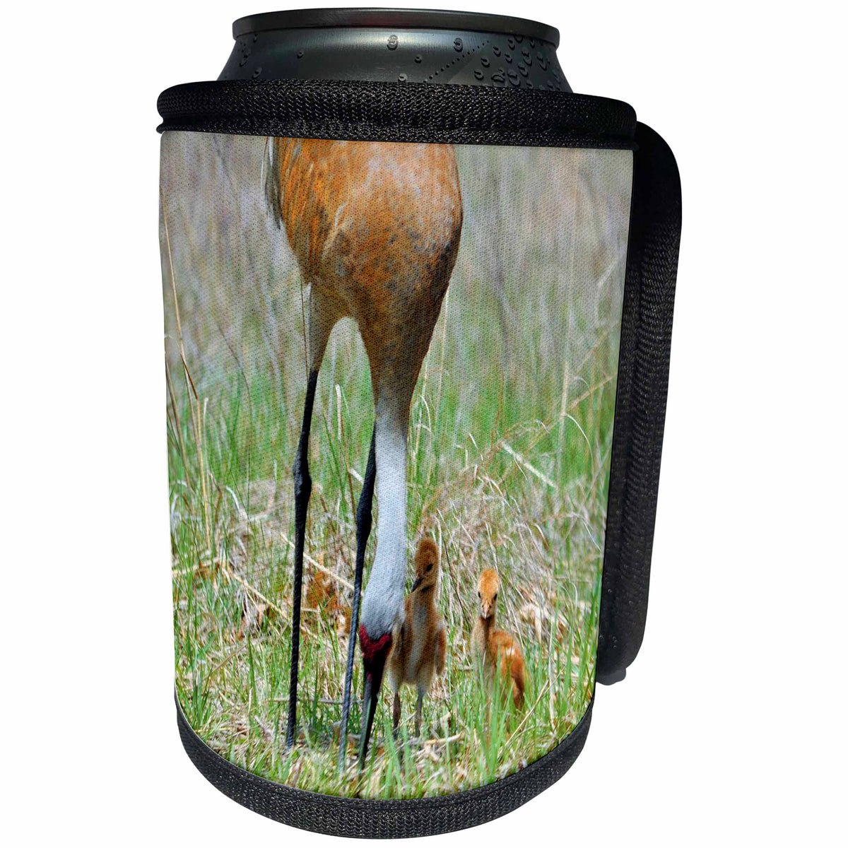 3dRose Dreamscapes by Leslie - Birds - Baby sandhill cranes learning from Mom - Can Cooler Bottle Wrap (cc_292197)