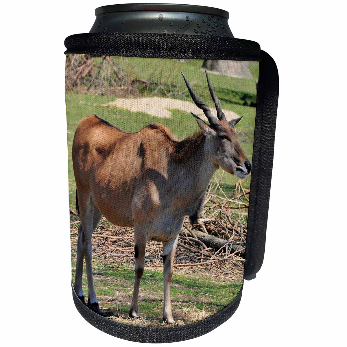 3dRose Dreamscapes by Leslie - Animals - Eland enjoying the spring weather - Can Cooler Bottle Wrap (cc_292215)