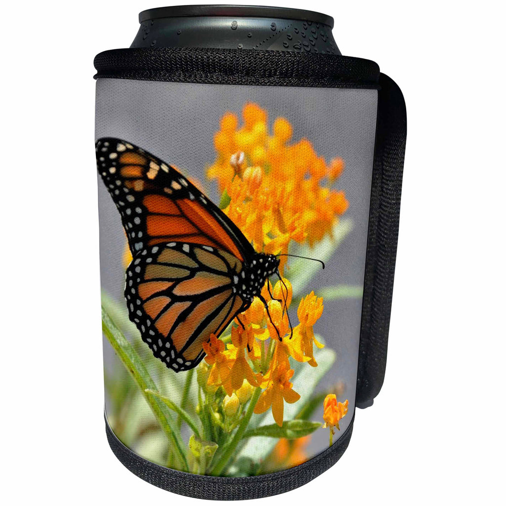 3dRose Dreamscapes by Leslie - Invertebrates - Monarch Butterfly on an orange flower in Florida - Can Cooler Bottle Wrap (cc_292235)
