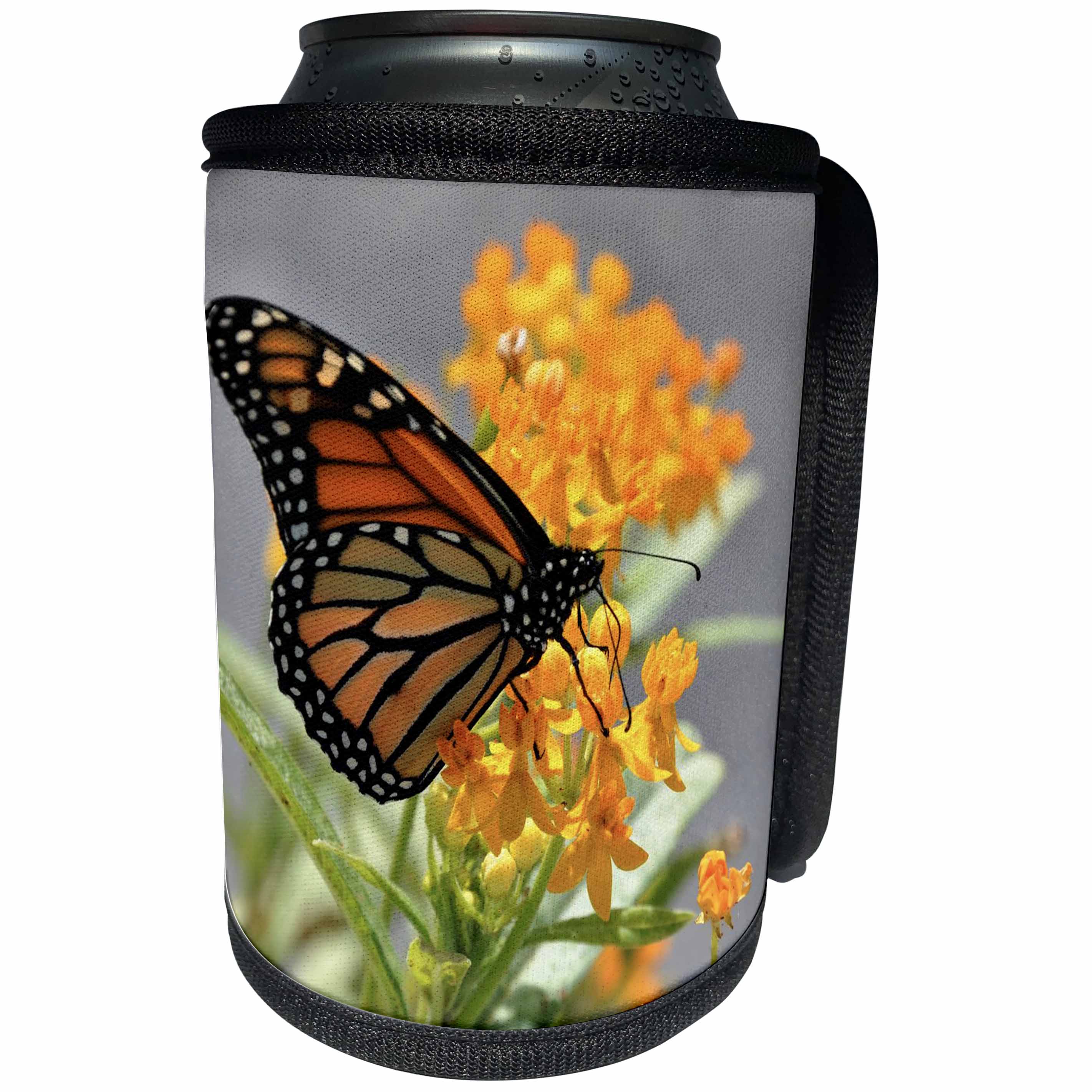 3dRose Dreamscapes by Leslie - Invertebrates - Monarch Butterfly on an orange flower in Florida - Can Cooler Bottle Wrap (cc_292235)