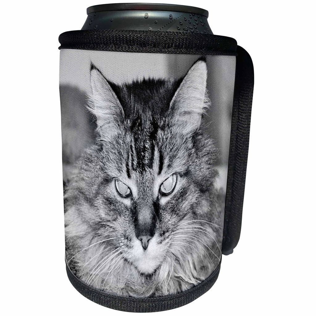 3dRose Dreamscapes by Leslie - Animals - Beautiful Maine Coon, Simba in Black and White - Can Cooler Bottle Wrap (cc_292263)