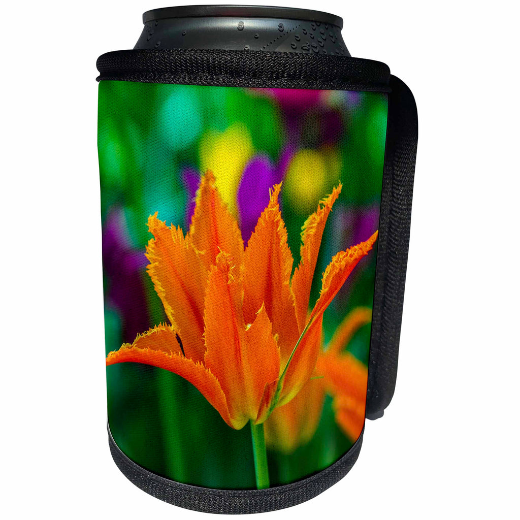 3dRose Alexis Photography - Flowers Tulips - Wide opened fringed tulip flower of orange color. Festive background - Can Cooler Bottle Wrap (cc_292286)