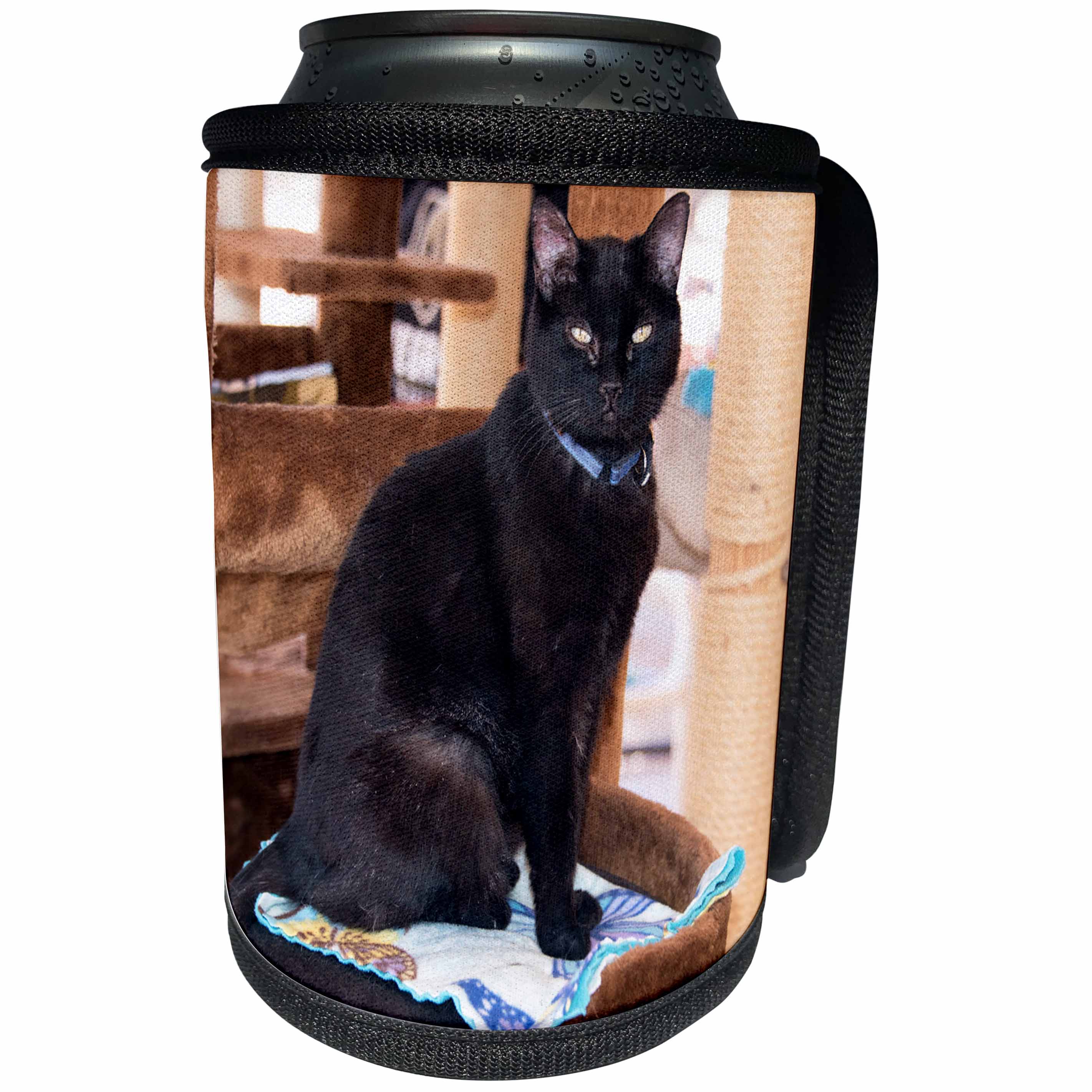 3dRose Jos Fauxtographee- Cat in Black - A black Cat at the Animal Rescue in Kanab sitting tall - Can Cooler Bottle Wrap (cc_292586)