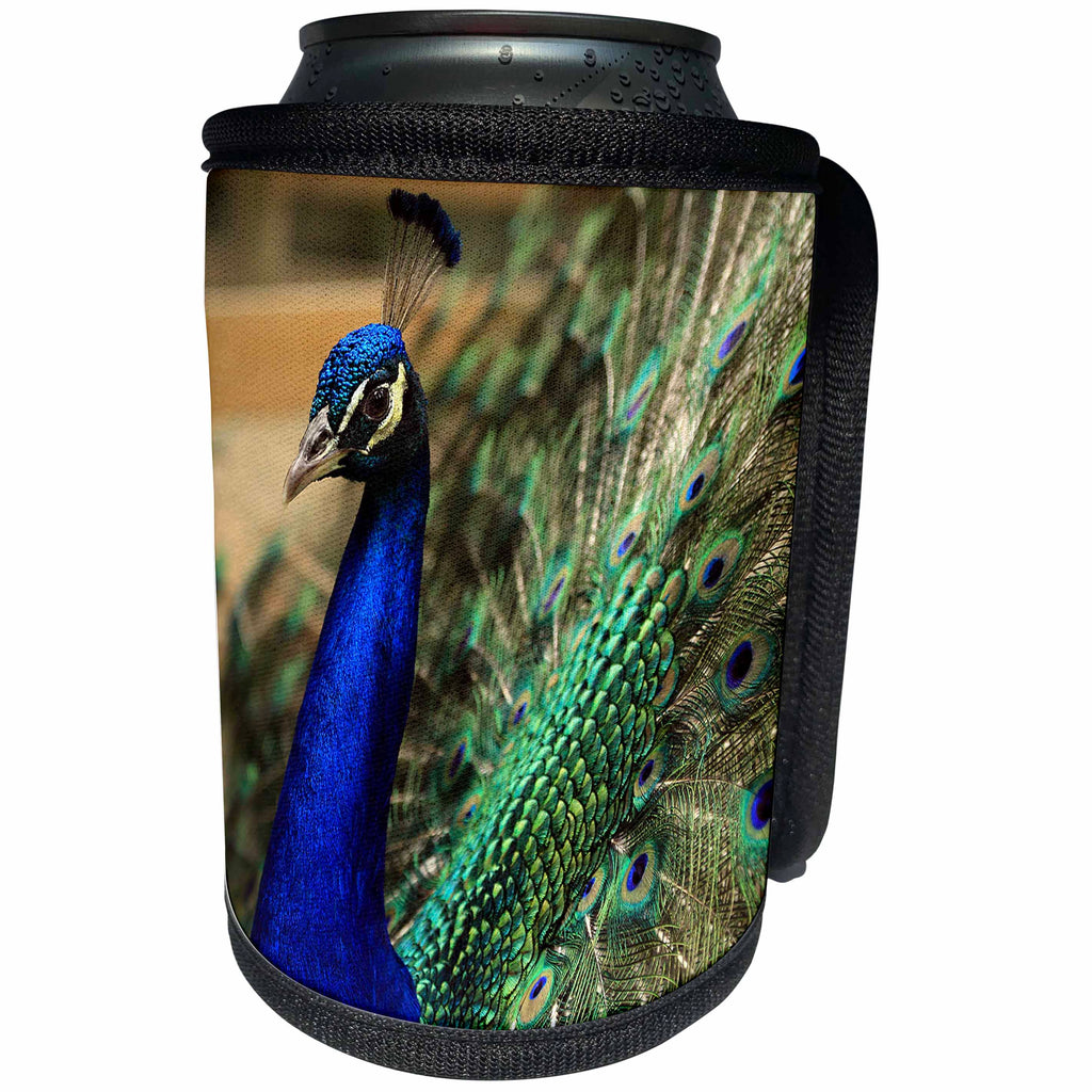3dRose Stamp City - birds - Photo of a peacock displaying his tail feathers to attract the ladies. - Can Cooler Bottle Wrap (cc_292990)