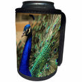 3dRose Stamp City - birds - Photo of a peacock displaying his tail feathers to attract the ladies. - Can Cooler Bottle Wrap (cc_292990)