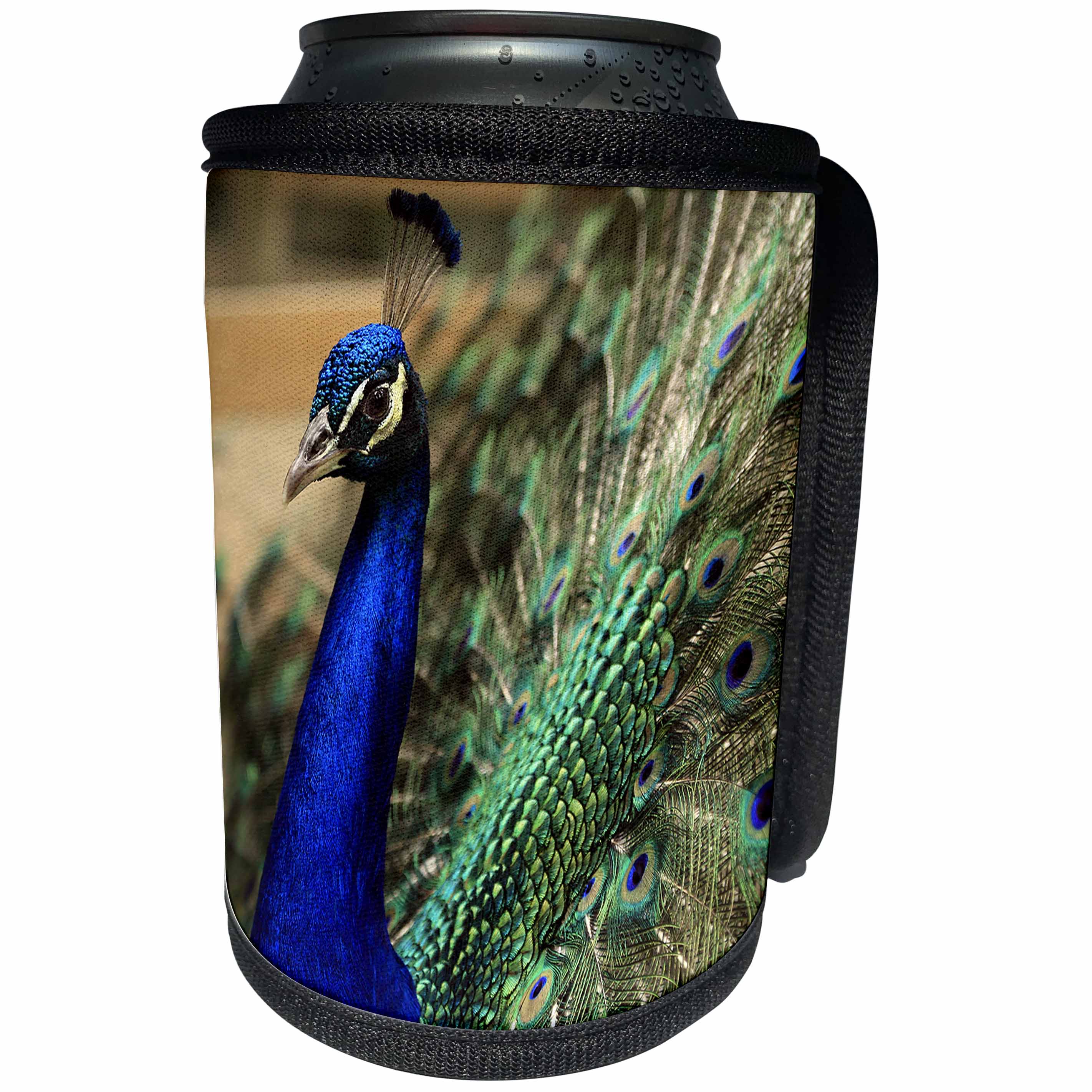 3dRose Stamp City - birds - Photo of a peacock displaying his tail feathers to attract the ladies. - Can Cooler Bottle Wrap (cc_292990)