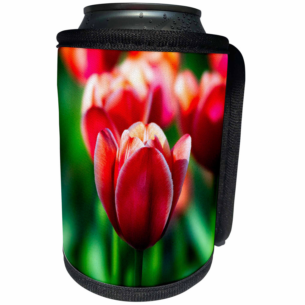 3dRose Alexis Photography - Flowers Tulips - Elegant tulip flowers on a sunny summer day. Red and green colors - Can Cooler Bottle Wrap (cc_294559)
