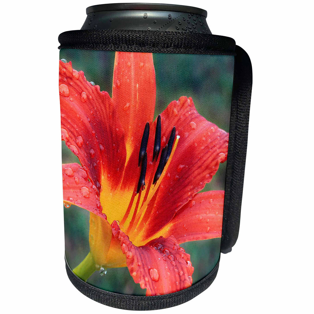 3dRose Stamp City - flowers - Photograph of an orange tiger from our our garden after the rain. - Can Cooler Bottle Wrap (cc_295296)