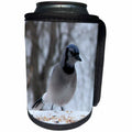 3dRose Beverly Turner Bird Photography - Bluejay Ready to Eat - Can Cooler Bottle Wrap (cc_29648)