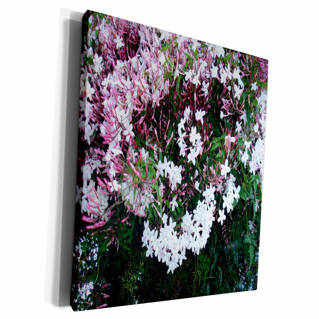 3dRose Beautiful Jasmine Flowers In Full Bloom,... - Museum Grade Canvas Wrap (cw_167497)
