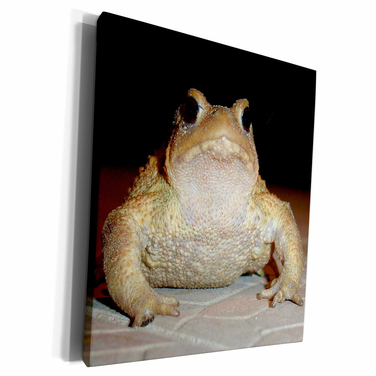 3dRose Taiche Photography - Amphibians Toad Bufo Bufo - Museum Grade Canvas Wrap (cw_21417)
