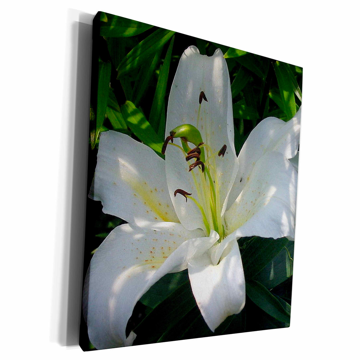 3dRose Taiche Photography - Flower Lily White - Museum Grade Canvas Wrap (cw_21421)