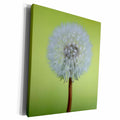 3dRose Canada, Vancouver Island. Dandelion - Museum Grade Canvas Wrap (cw_226813)