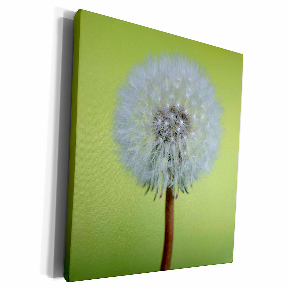 3dRose Canada, Vancouver Island. Dandelion - Museum Grade Canvas Wrap (cw_226813)