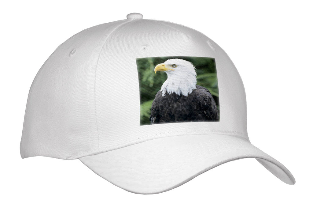 Danita Delimont - Eagles - Bald Eagle, British Columbia, Canada-CN02 MDE0000 - Michael DeFreitas - Caps