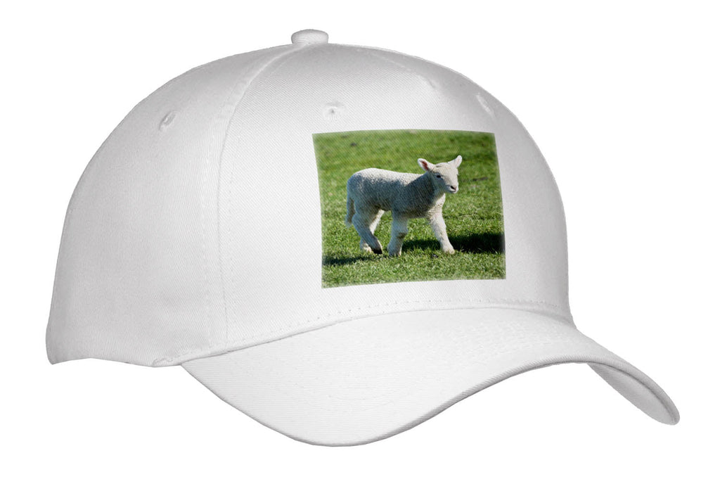 Danita Delimont - Farm Animals - Lamb, Farm Animal, Otago, South Island, New Zealand-AU02 DWA6509 - David Wall - Caps
